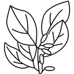 Ambrette