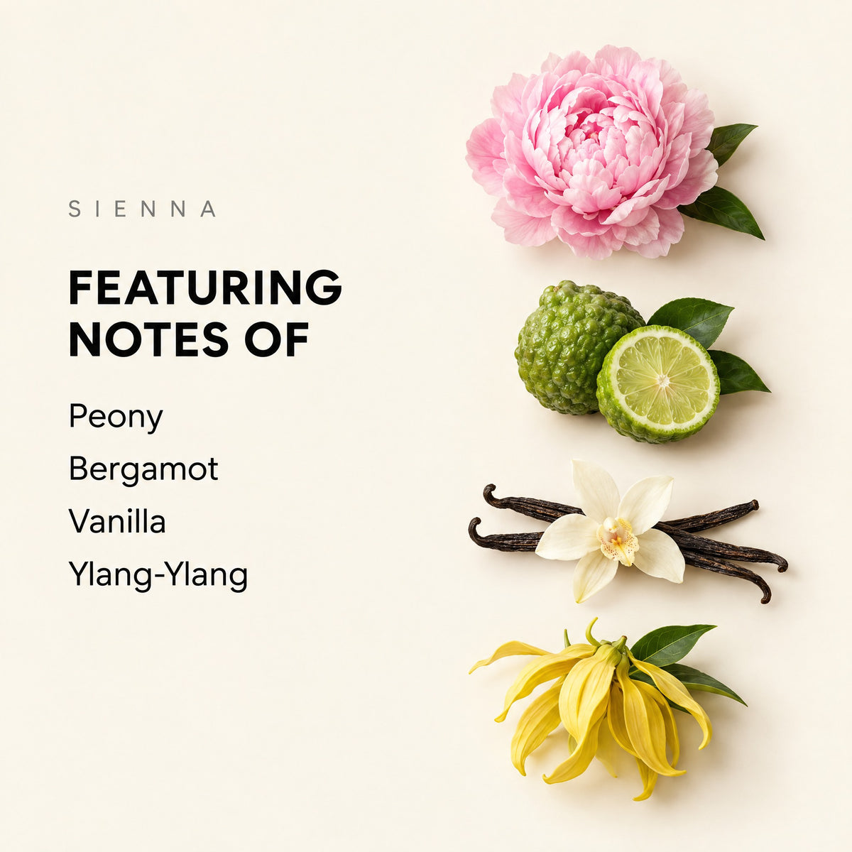 Fragrance notes graphic for Sienna showing peony, bergamot, vanilla, and ylang