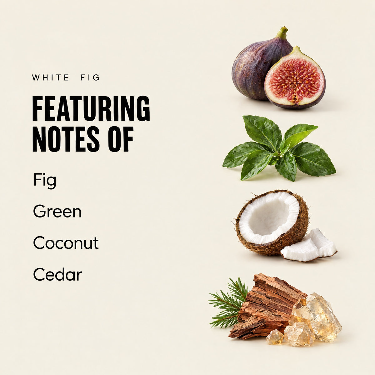 White Fig featuring notes
