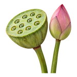  Lotus