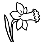  Narcissus