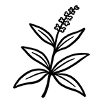  Verbena